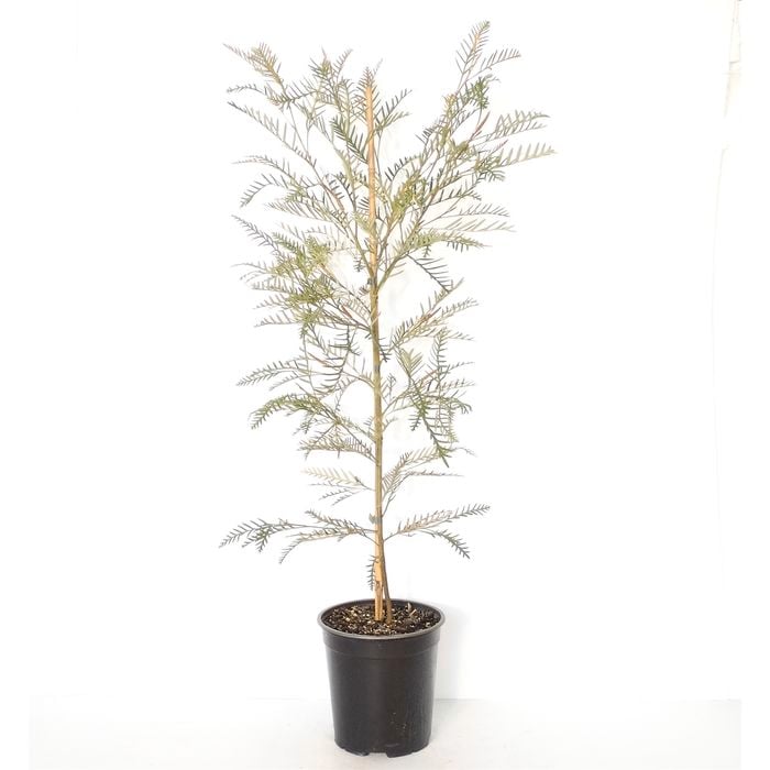 350mm Grevillea Robin Hood - Grevillea hooreriana