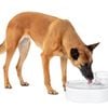 PetSafe® Pet Fountain Outlast™ 3.7 Litre Pumpless Fountain