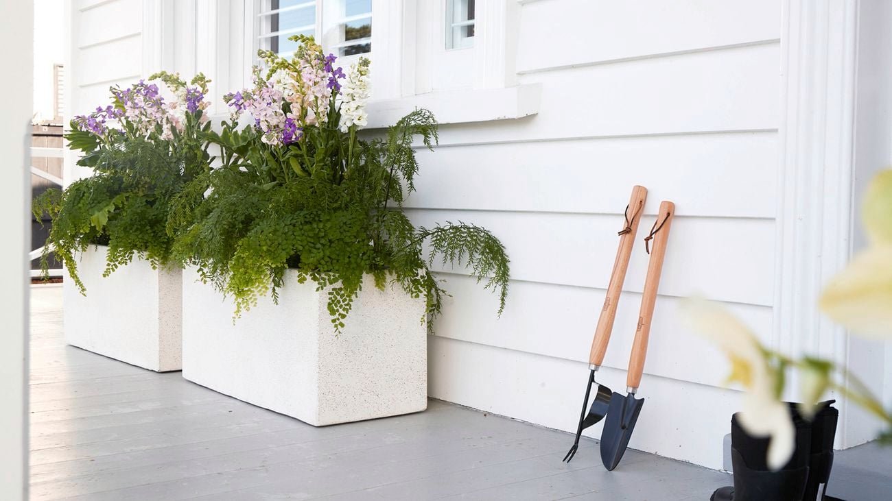 White weatherboard veranda with two large rectangular white planter boxes filled with ferns and purple‑and‑white flowers beneath a window with shutters. Two hand garden tools with wooden handles lean against the wall on the grey timber deck.