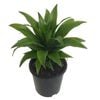 140mm Dracaena Janet Craig - Dracaena compacta