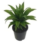 140mm Dracaena Janet Craig - Dracaena compacta