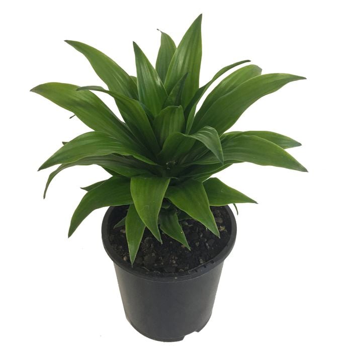 140mm Dracaena Janet Craig - Dracaena compacta