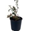 200mm Sunshine Blue Blueberry - Vaccinyum corymbusm