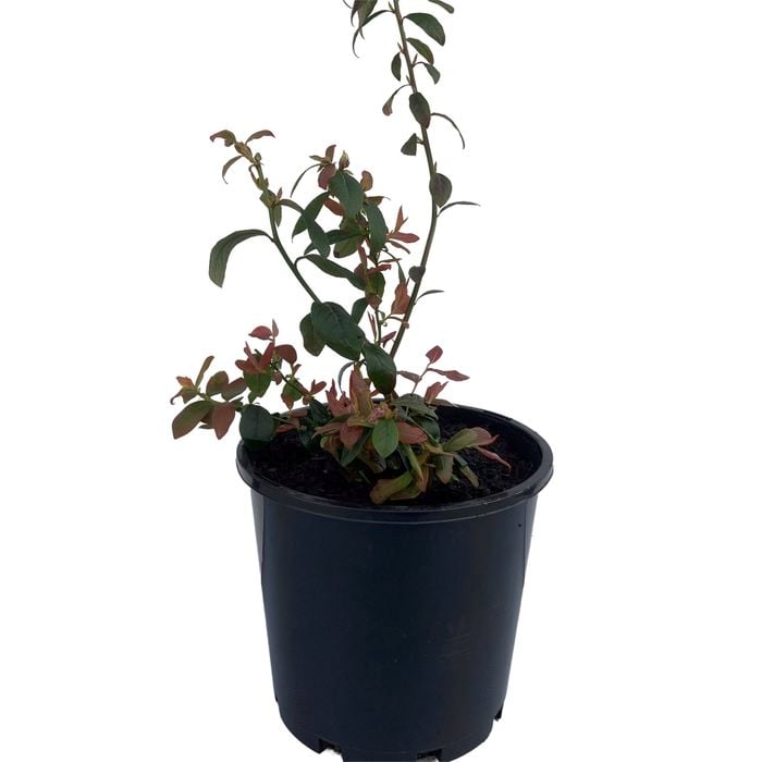 200mm Sunshine Blue Blueberry - Vaccinyum corymbusm