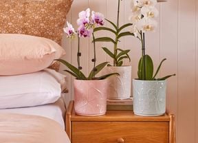 The orchards in pots on the nightstand.