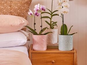 The orchards in pots on the nightstand.