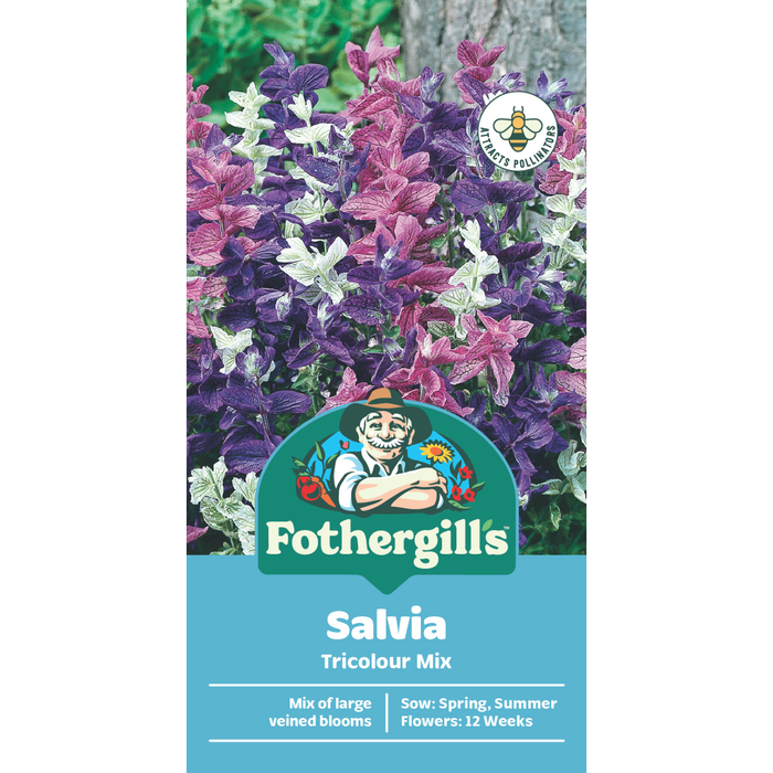 Fothergill's Salvia Tricolour Mix Flower Seed