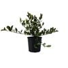 200mm Florida Gardenia - Gardenia augusta