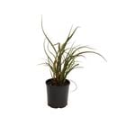 140mm Phormium - Phormium sp.