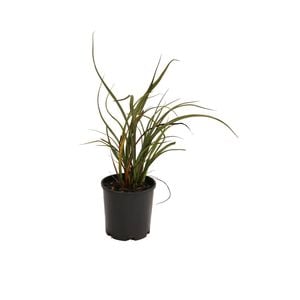 140mm Phormium - Phormium sp.