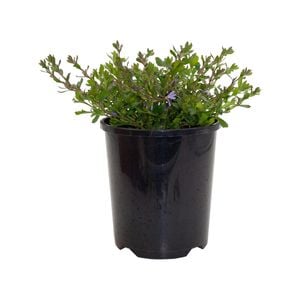 140mm Scaevola Blue Ribbon - Scaevola aemula