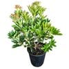 3.3L Lily Of The Valley - Pieris Temple Bells