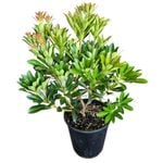 3.3L Lily Of The Valley - Pieris Temple Bells