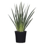 Grass & Strap Leaf Plants