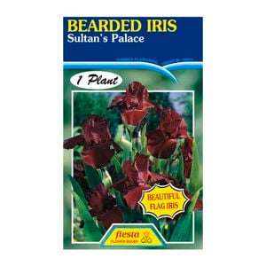 Fiesta Flower Bulbs Iris Germanica Sultans Palace Bulb