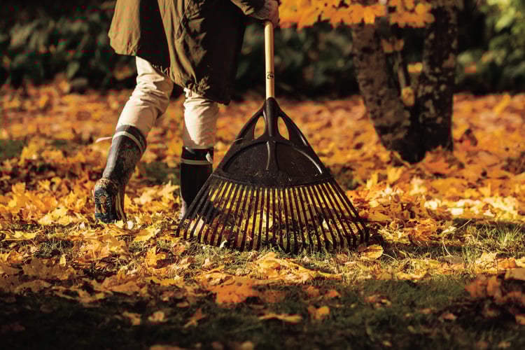 Autumn leaves being gathered in sunset with a rake