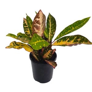 125mm Croton Sunrise - Codiaeum variegatum