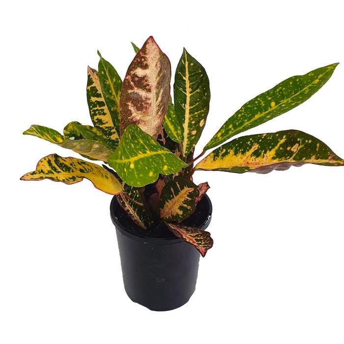125mm Croton Sunrise - Codiaeum variegatum