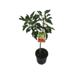 4.7L Apple Little Rascal - Malus spp