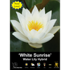 Yarra Valley Bulbs Waterlily White Sunrise - 1 Pack