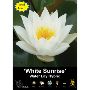 Yarra Valley Bulbs Waterlily White Sunrise - 1 Pack