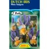 Fiesta Flower Bulbs Dutch Iris Miss Saigon - 7 Bulbs