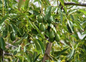 Avocado tree with green unripe avocados growing.