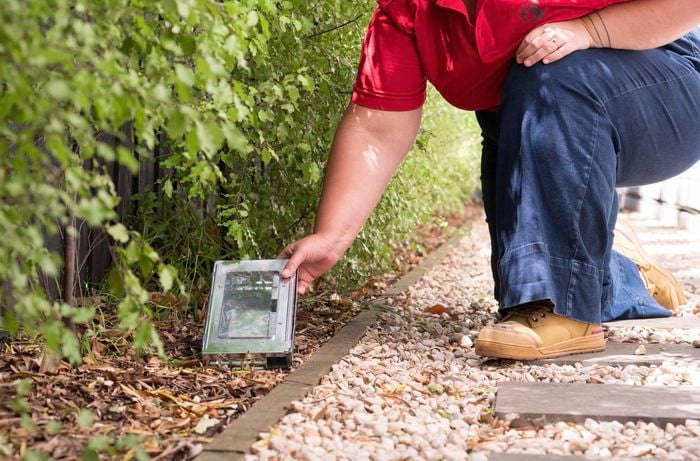 Prevent future infestations by setting a rodent trap by a garden bed