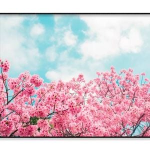 Kawazu Cherry Blossoms Tree and Sky  Print 100% Australian Made 90x60cm  (Poster)