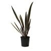 200mm Phormium Sundowner - Phormium tenax 'Sundowner'