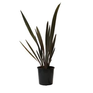 200mm Phormium Sundowner - Phormium tenax 'Sundowner'