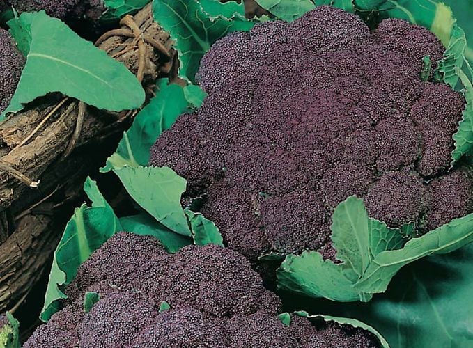 Purple broccoli