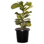 300mm Fiddle Leaf Fig - Ficus lyrata