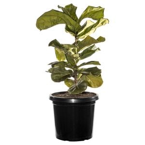 300mm Fiddle Leaf Fig - Ficus lyrata