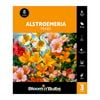 Bloomin' Bulbs - Alstromeria Tall Mixed - 3 Pack