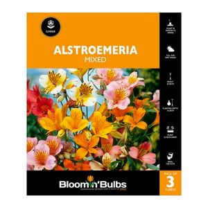 Bloomin' Bulbs - Alstromeria Tall Mixed - 3 Pack