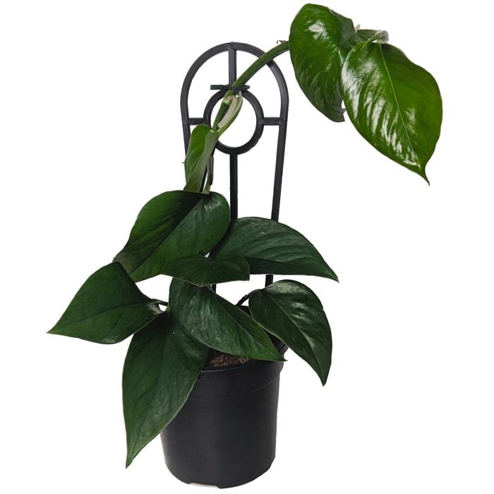 120mm Green Dragon Pothos - Epipremnum aureum