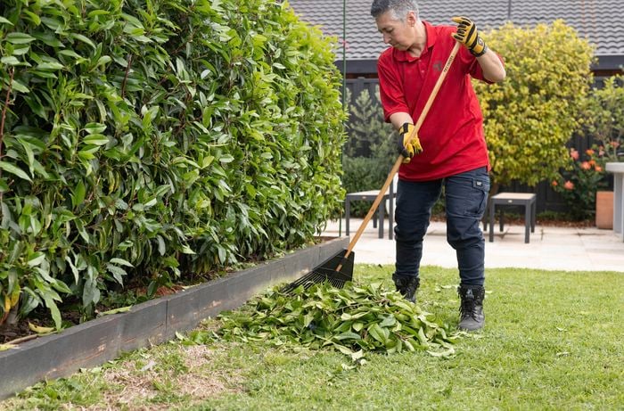 Clean freshly trimmed hedge leaves using a rake