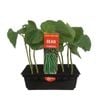 Punnet Climbing Bean - Phaseolus vulgaris - Grow Your Own Range