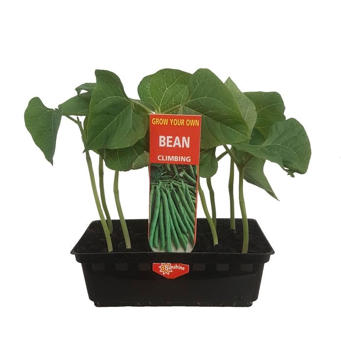 Punnet Climbing Bean - Phaseolus vulgaris - Grow Your Own Range