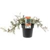 200mm Grevillea Bronze Rambler - Grevillea rivularis x poorinda Peter