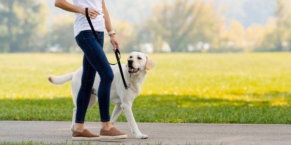 Brand page - petsafe no pull