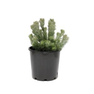 200mm Adenanthos Sericeus