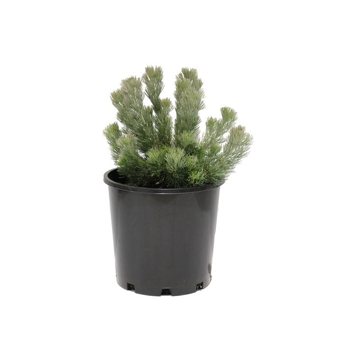 200mm Adenanthos Sericeus