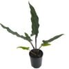 125mm Elephant Ear - Alocasia lauterbachiana