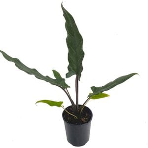 125mm Elephant Ear - Alocasia lauterbachiana