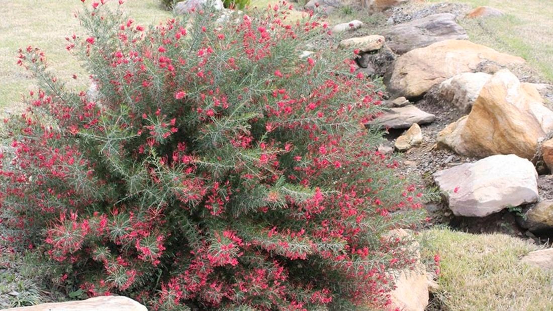 A Prostrate grevilleas plant with red flowers.