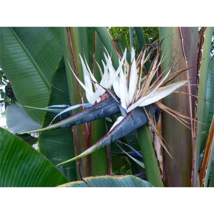300mm Giant Bird of Paradise Strelitzia nicolai Bunnings Australia
