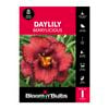 Bloomin' Bulbs Daylily Berrylicious - Hemerocallis x hybrid - 1 Pack