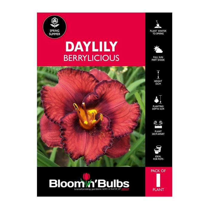Bloomin' Bulbs Daylily Berrylicious - Hemerocallis x hybrid - 1 Pack